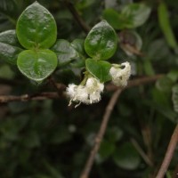 Hedyotis tridentata Ridsdale